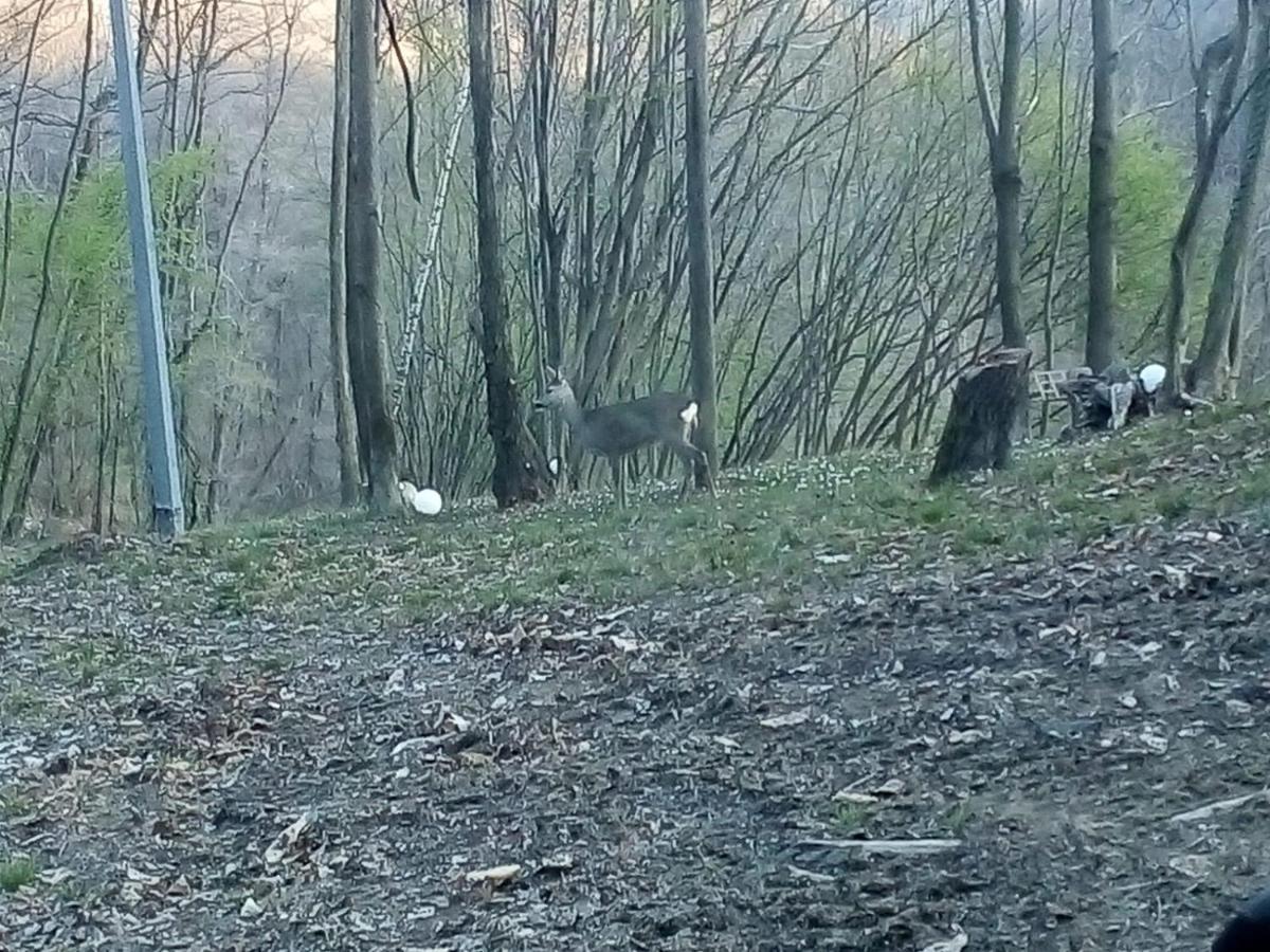 Appartamento La Casa nel Bosco Rueglio Esterno foto