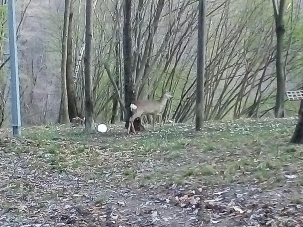 Appartamento La Casa nel Bosco Rueglio Esterno foto